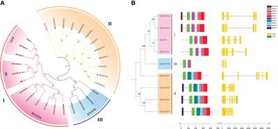 Genome-wide identification of the KNOTTED HOMEOBOX gene family and their involvement in stalk development in flowering Chinese cabbage